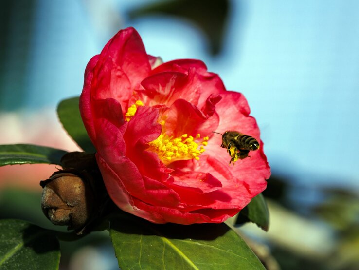 Eine Biene fliegt auf die geöffnete Blüte einer roten Pfingstrose. | © IMAGO/Shotshop
